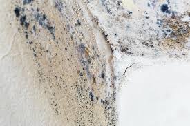 Why You Should Choose Our Mold Remediation Services in Lowes Island, VA